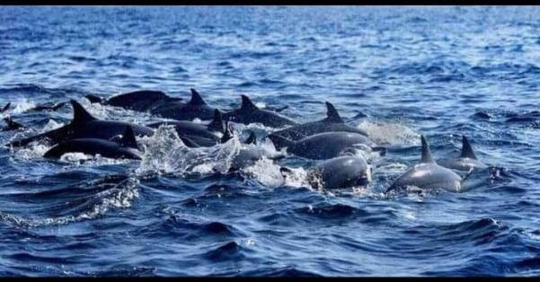 Janas Blue Water Corner Otel Trincomalee Dış mekan fotoğraf